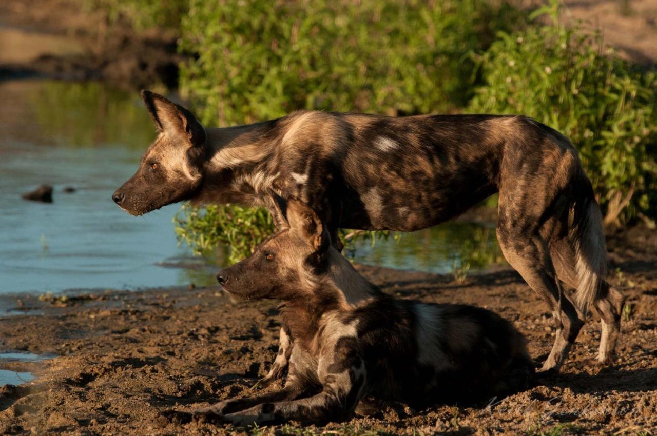 Inyati Game Lodge Sabi Sand Game Reserve Buitenkant foto