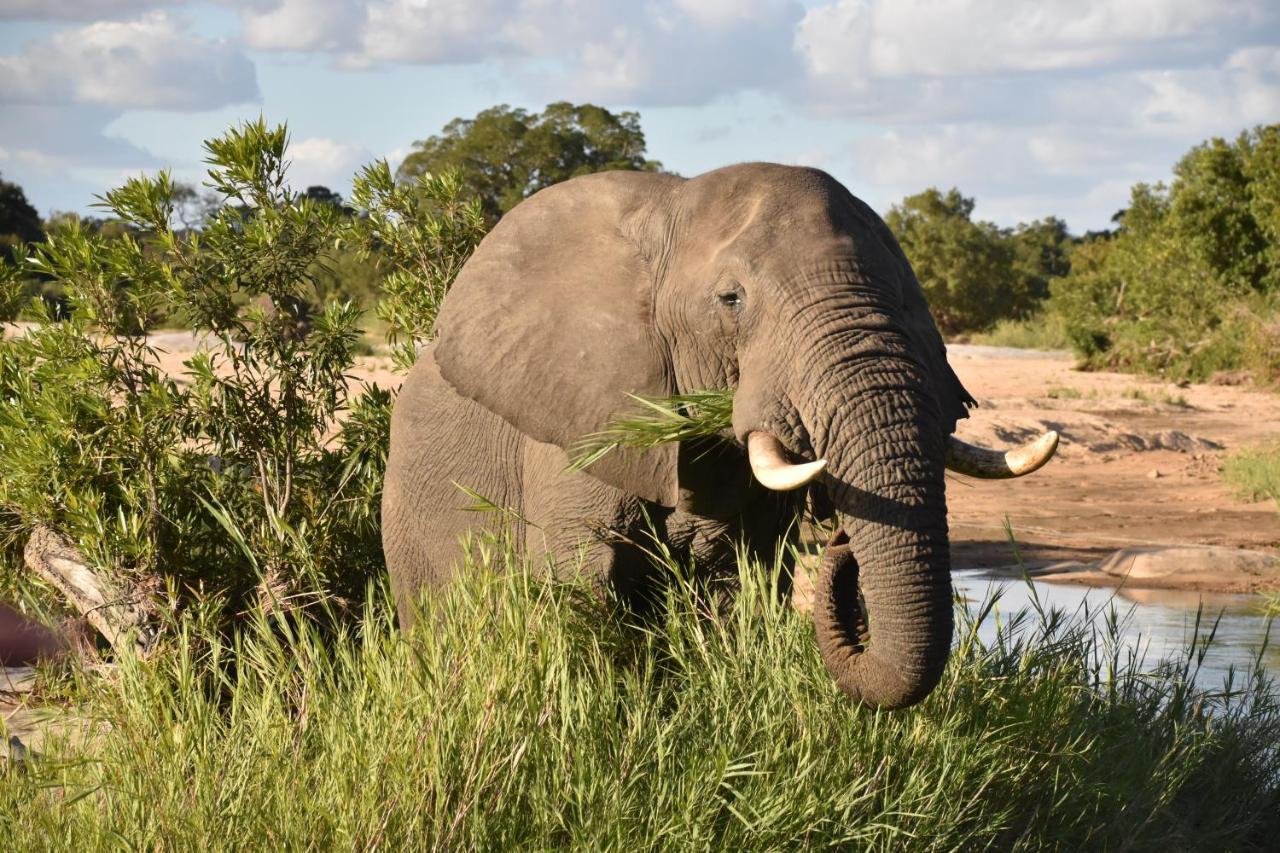 Inyati Game Lodge Sabi Sand Game Reserve Buitenkant foto