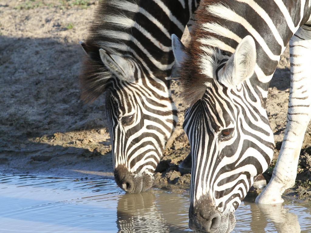 Inyati Game Lodge Sabi Sand Game Reserve Buitenkant foto