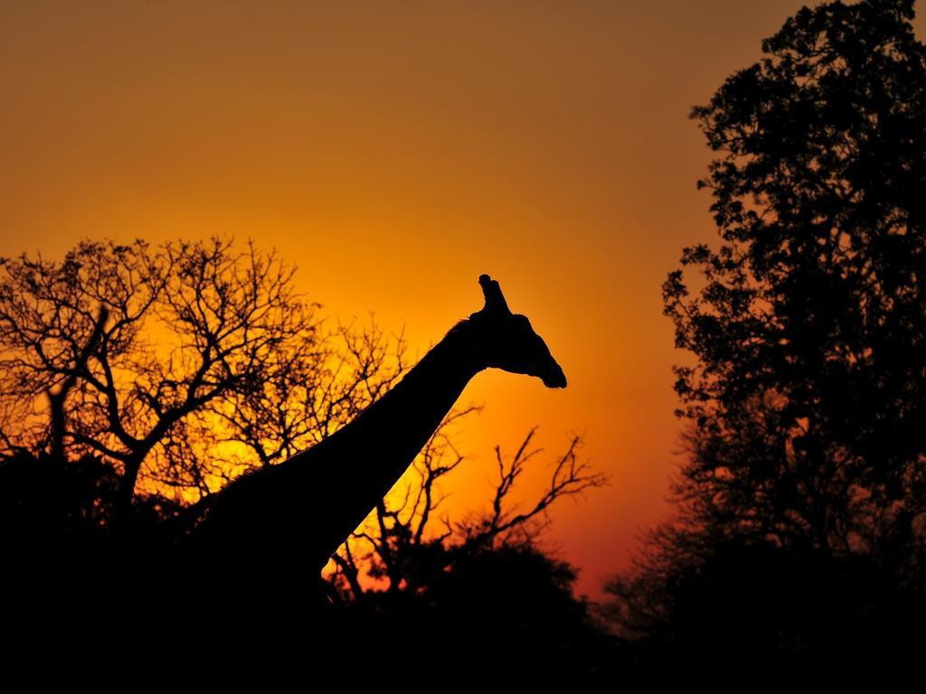 Inyati Game Lodge Sabi Sand Game Reserve Buitenkant foto