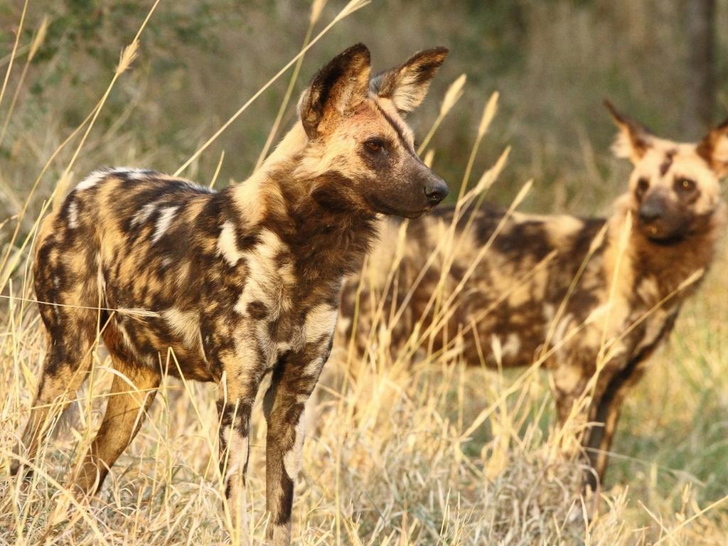 Inyati Game Lodge Sabi Sand Game Reserve Buitenkant foto