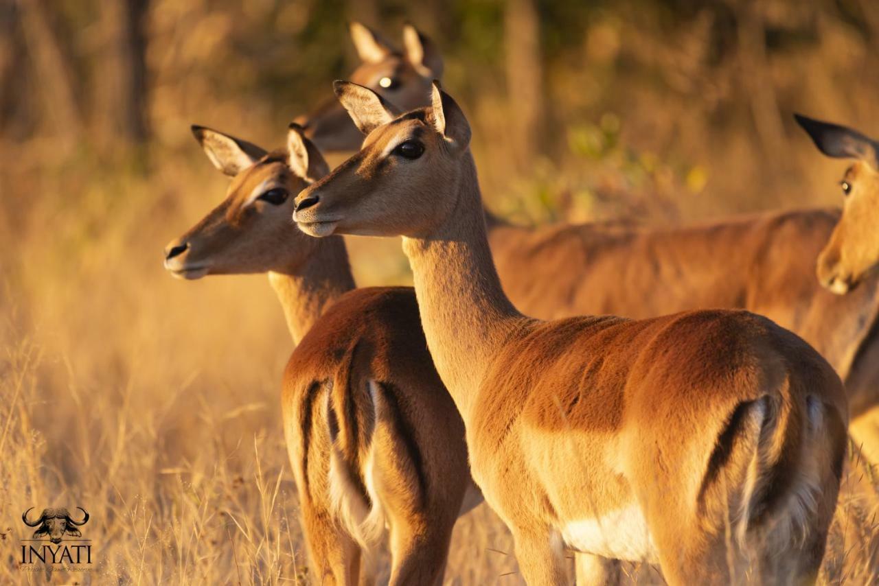 Inyati Game Lodge Sabi Sand Game Reserve Buitenkant foto